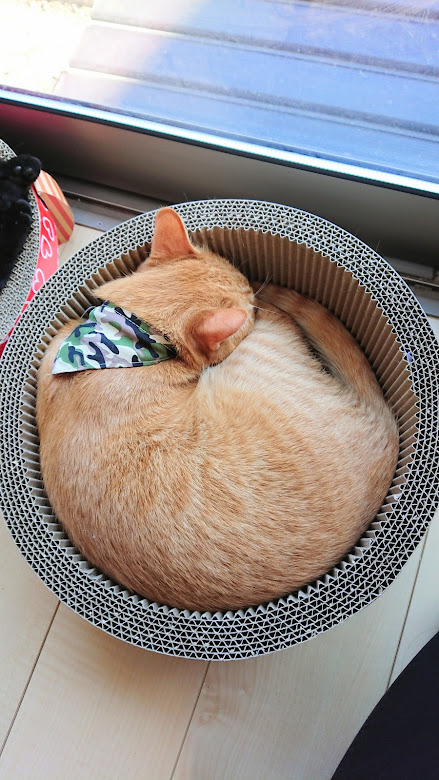 f:id:azukota:20211205120233j:plain