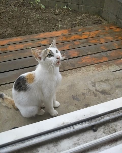 f:id:azul777:20200522224045j:plain f:id:azul777:20200522224045j:plain