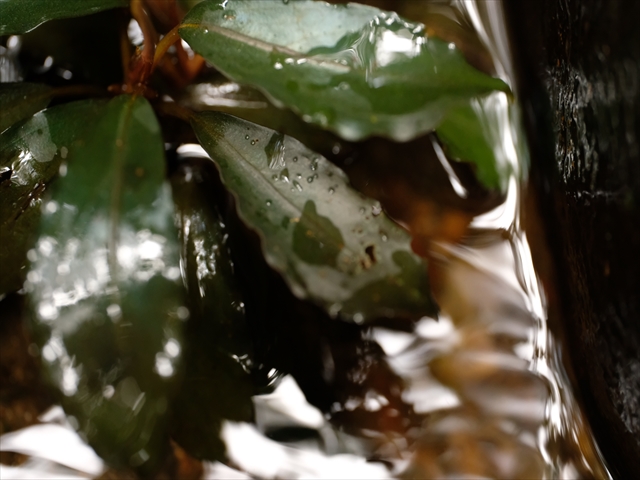 f:id:azulaquarium:20200302003919j:plain