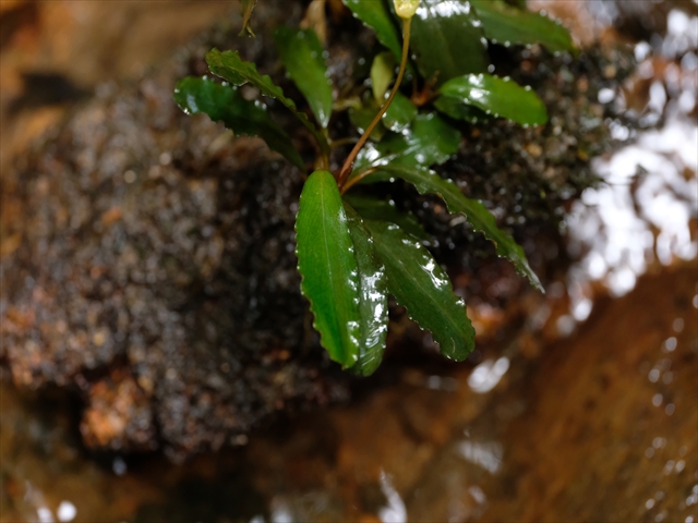 f:id:azulaquarium:20200302004007j:plain