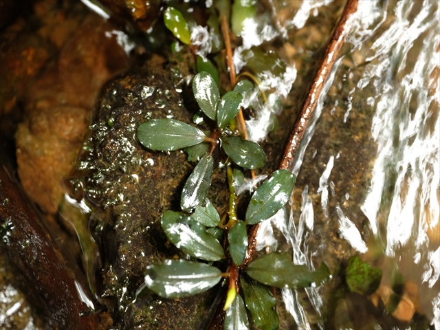 f:id:azulaquarium:20200302004102j:plain