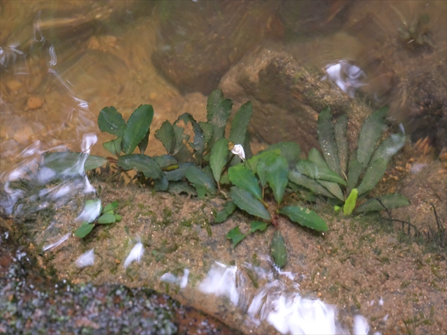 f:id:azulaquarium:20200302004702j:plain