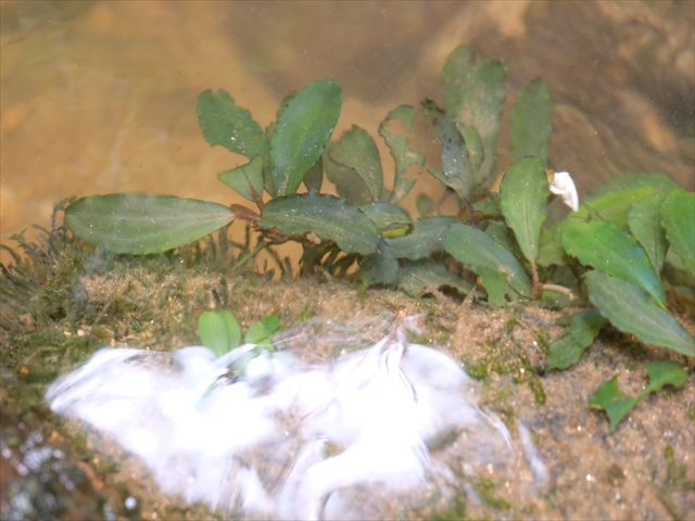 f:id:azulaquarium:20200302004733j:plain