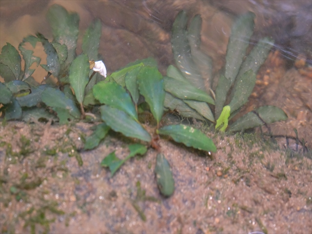 f:id:azulaquarium:20200302004827j:plain