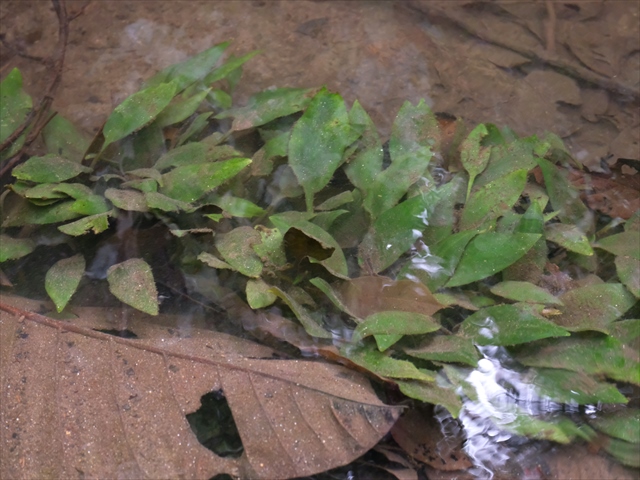 f:id:azulaquarium:20200302005440j:plain