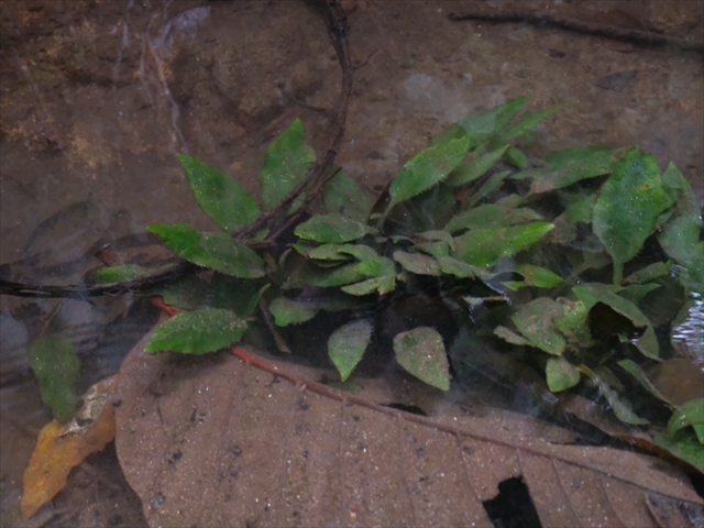 f:id:azulaquarium:20200302010302j:plain