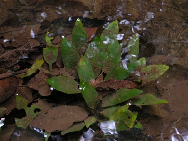 f:id:azulaquarium:20200302010329j:plain