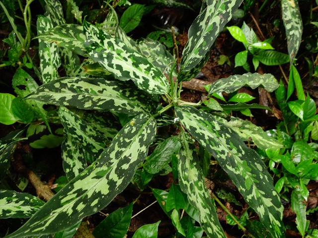 Aglaonema pictum