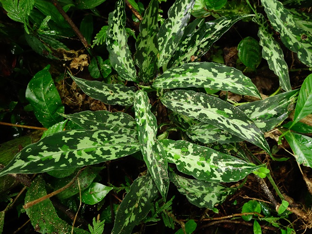Aglaonema pictum