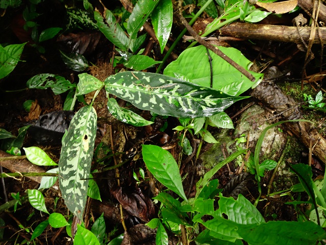 Aglaonema pictum