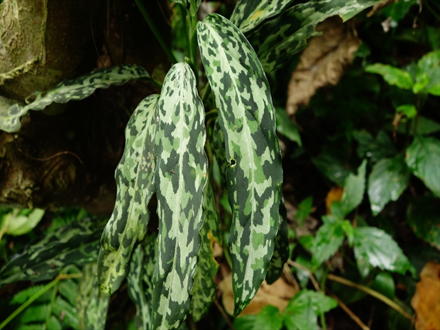 Aglaonema picutum