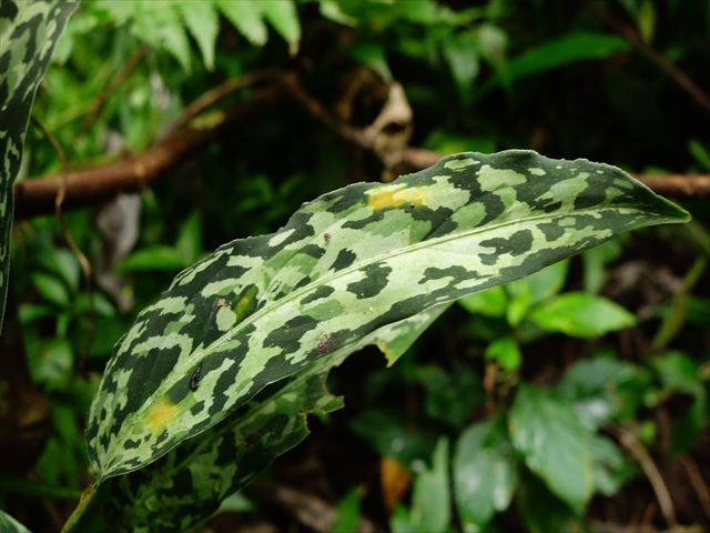 モンモン 雷切 LA0914-3ss アグラオネマ LA LA便】Aglaonema pictum A