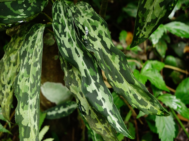 Aglaonema picutum