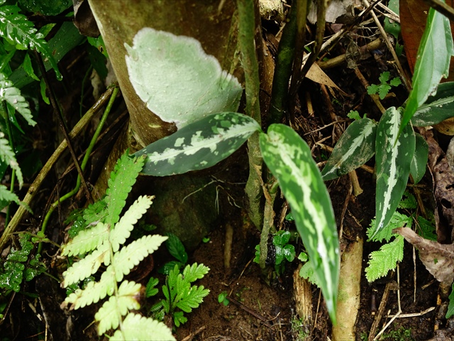 Aglaonema picutum