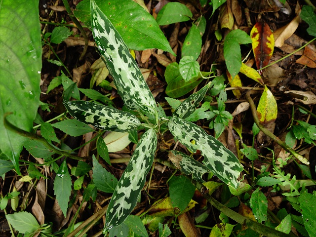 Aglaonema picutum