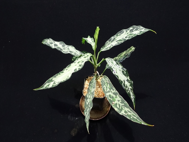 Aglaonema pictum
