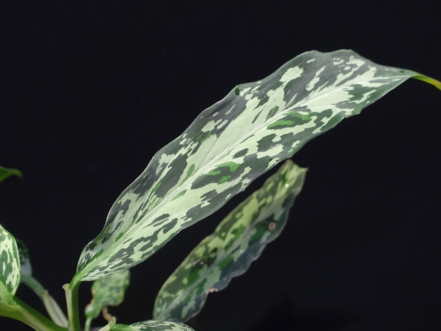 Aglaonema pictum