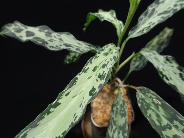 Aglaonema pictum