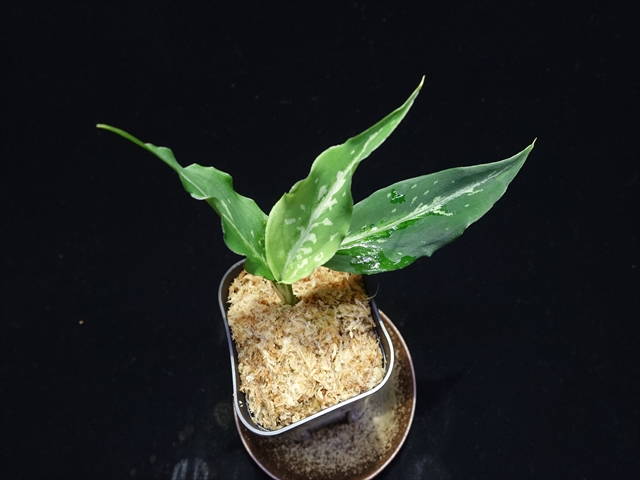Aglaonema pictum