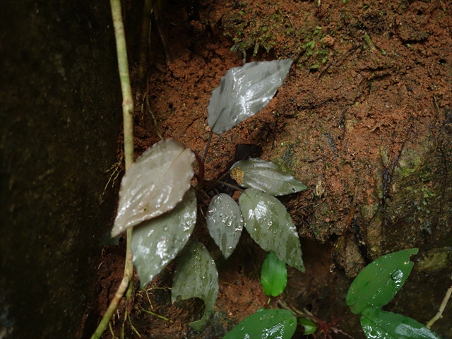 Homalomena sp