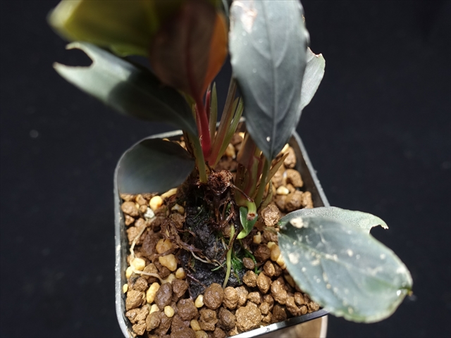 f:id:azulaquarium:20211005143528j:plain