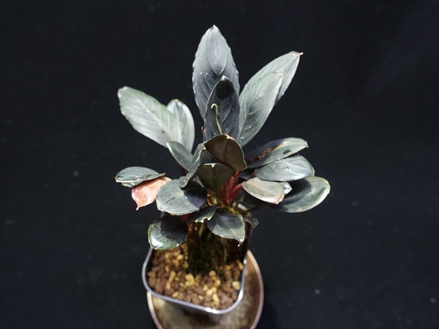 f:id:azulaquarium:20211005143654j:plain