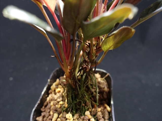 f:id:azulaquarium:20211005143703j:plain