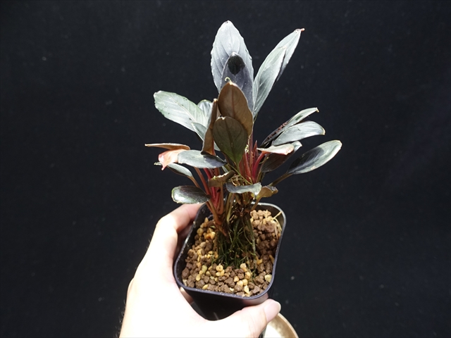 f:id:azulaquarium:20211005143711j:plain