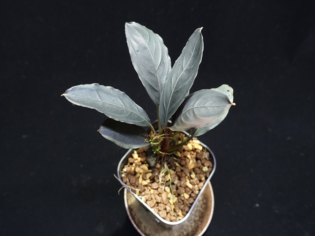 f:id:azulaquarium:20211005143809j:plain