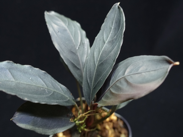 f:id:azulaquarium:20211005143855j:plain