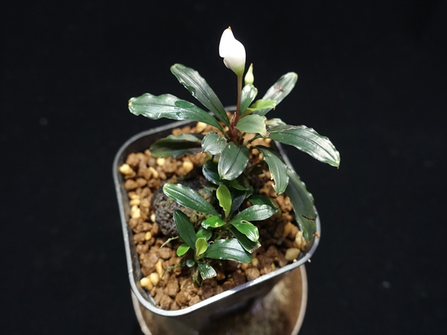 f:id:azulaquarium:20211005144037j:plain