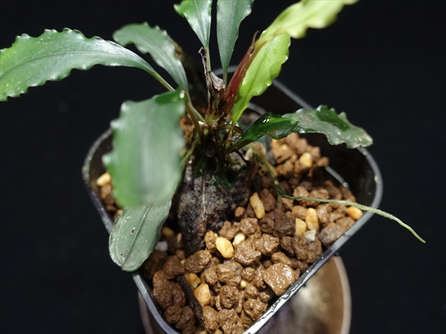 f:id:azulaquarium:20211005144216j:plain