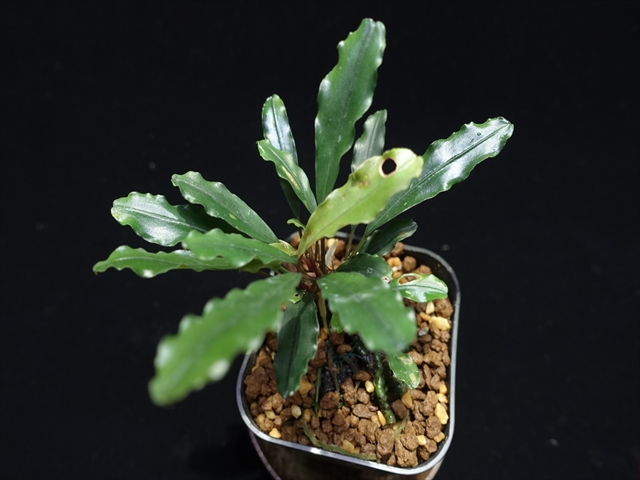 f:id:azulaquarium:20211005144255j:plain