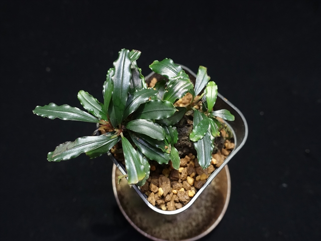 f:id:azulaquarium:20211005144522j:plain