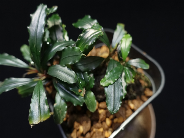 f:id:azulaquarium:20211005144541j:plain