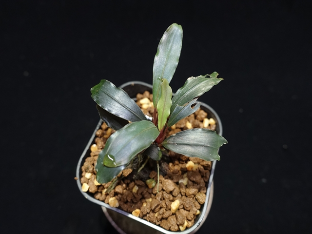 f:id:azulaquarium:20211005144753j:plain