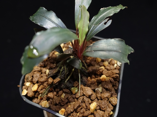 f:id:azulaquarium:20211005144805j:plain