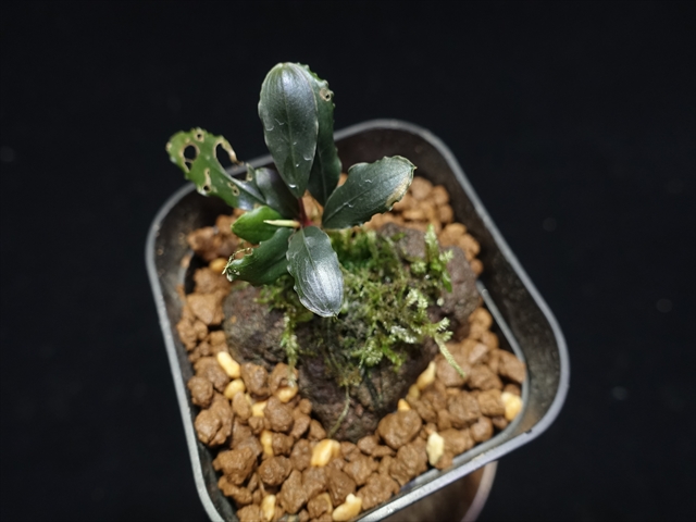 f:id:azulaquarium:20211005144840j:plain