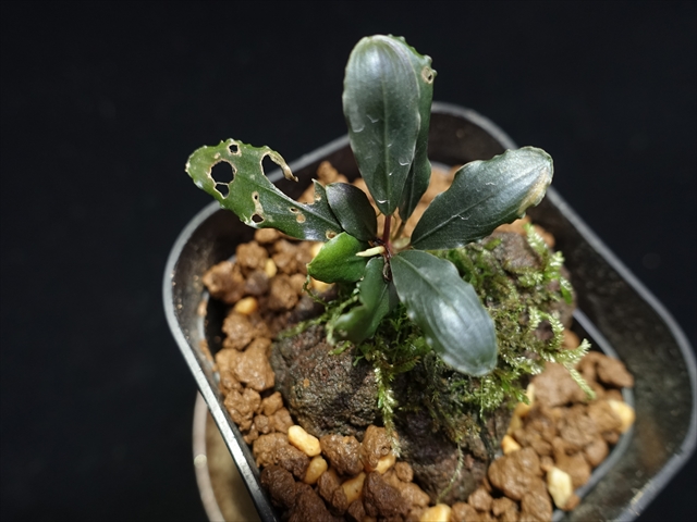 f:id:azulaquarium:20211005144848j:plain