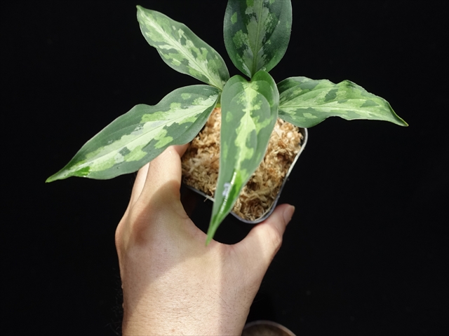 f:id:azulaquarium:20211005145057j:plain