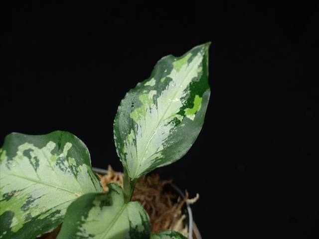 f:id:azulaquarium:20211005145208j:plain