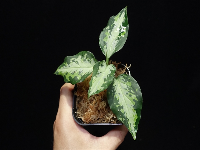 f:id:azulaquarium:20211005145216j:plain