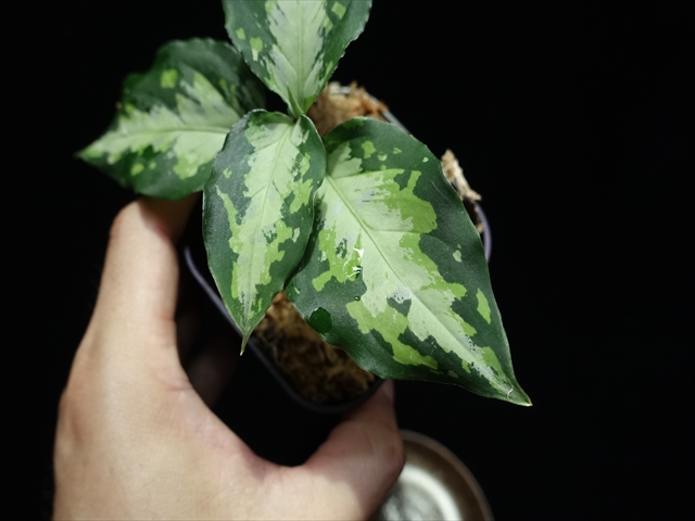 f:id:azulaquarium:20211005145338j:plain