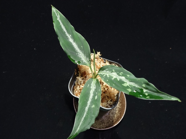 f:id:azulaquarium:20211005145510j:plain