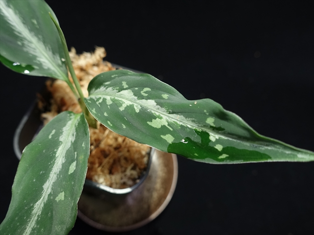 f:id:azulaquarium:20211005145520j:plain