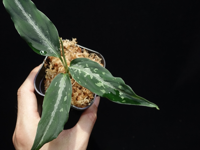 f:id:azulaquarium:20211005145528j:plain