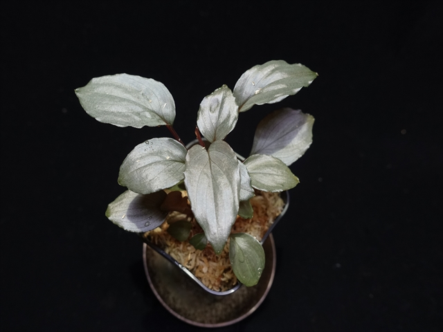 f:id:azulaquarium:20211005145647j:plain