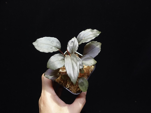 f:id:azulaquarium:20211005145708j:plain