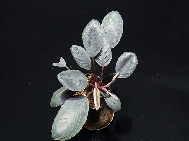 f:id:azulaquarium:20211005145909j:plain