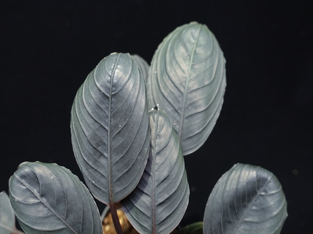 f:id:azulaquarium:20211005145957j:plain